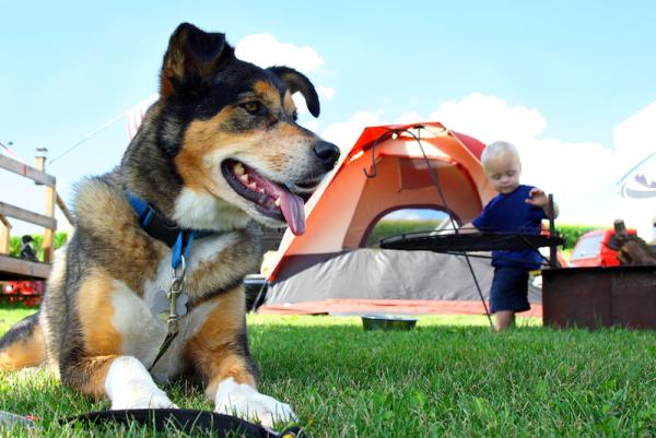 The Ultimate Guide To Camping With Dogs