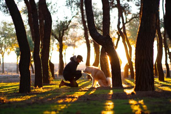 5 of the Best Dog-Friendly Outdoor Holiday Spots
