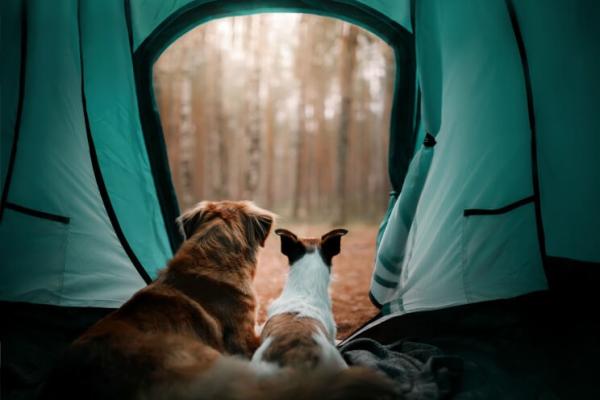 The Best Dog-Friendly Campsites in the UK