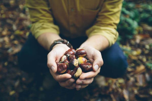 A Beginner's Guide To Foraging