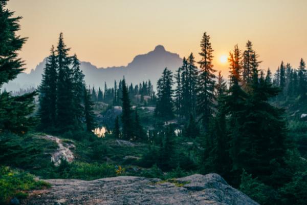 5 Forest Campsites to Try This Year