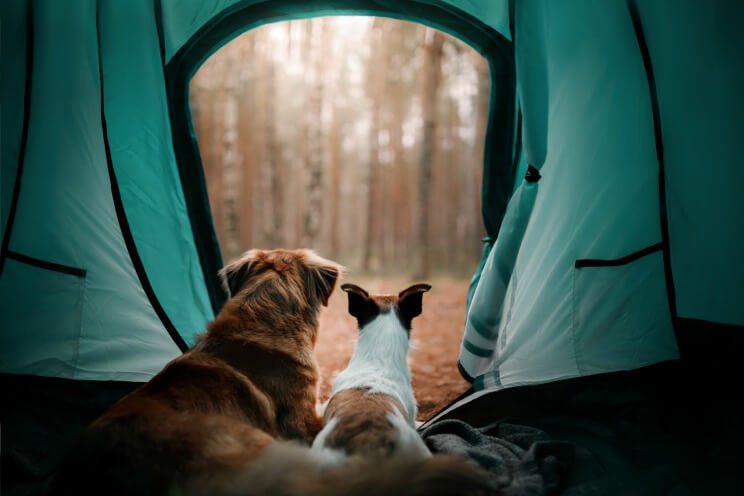 Two dogs looking out of a tent