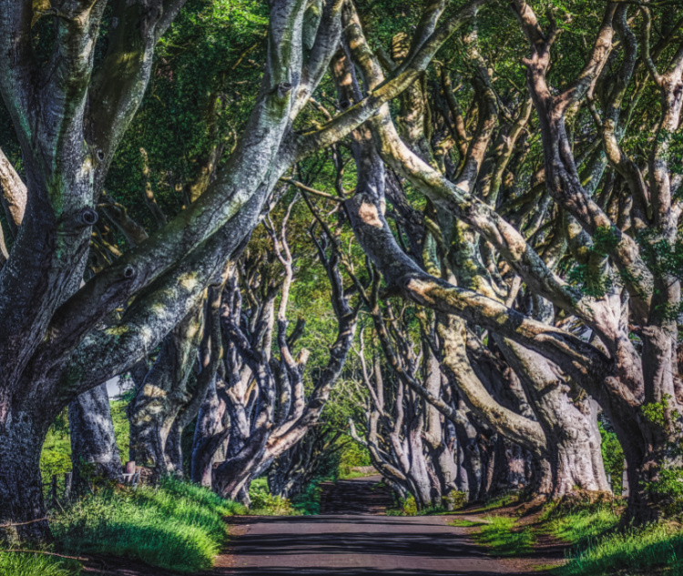Top tips:

Some of the roads on the Causeway Coastal Route are quite narrow in places, so watch your wing mirrors.
Be aware, Dark Hedges is extremely popular, thanks to the TV series, Game of Thrones, so you may find it difficult to visit.
You can continue the route south into Ireland, to Sligo and Galway or Dublin.

