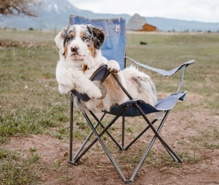 More dog-friendly campsites 
It’s no secret that we’re animal lovers here in Britain. So, it’s no surprise that more outdoor enthusiasts are opting to take their furry friends along for the fun!
Google data from 2021 saw searches for dog-friendly holiday accommodation in the UK increase by a whopping 190%. And luckily, many campsites are now accommodating furry companions. 
So, if you want to experience a camping holiday in the UK with your dog, you’ll likely have more campsite options to choose from than you did a few years ago!
If you’re interested in exploring our range of dog coats & accessories, click here. 

