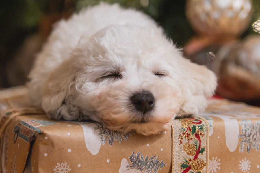 Gifts for dogs
